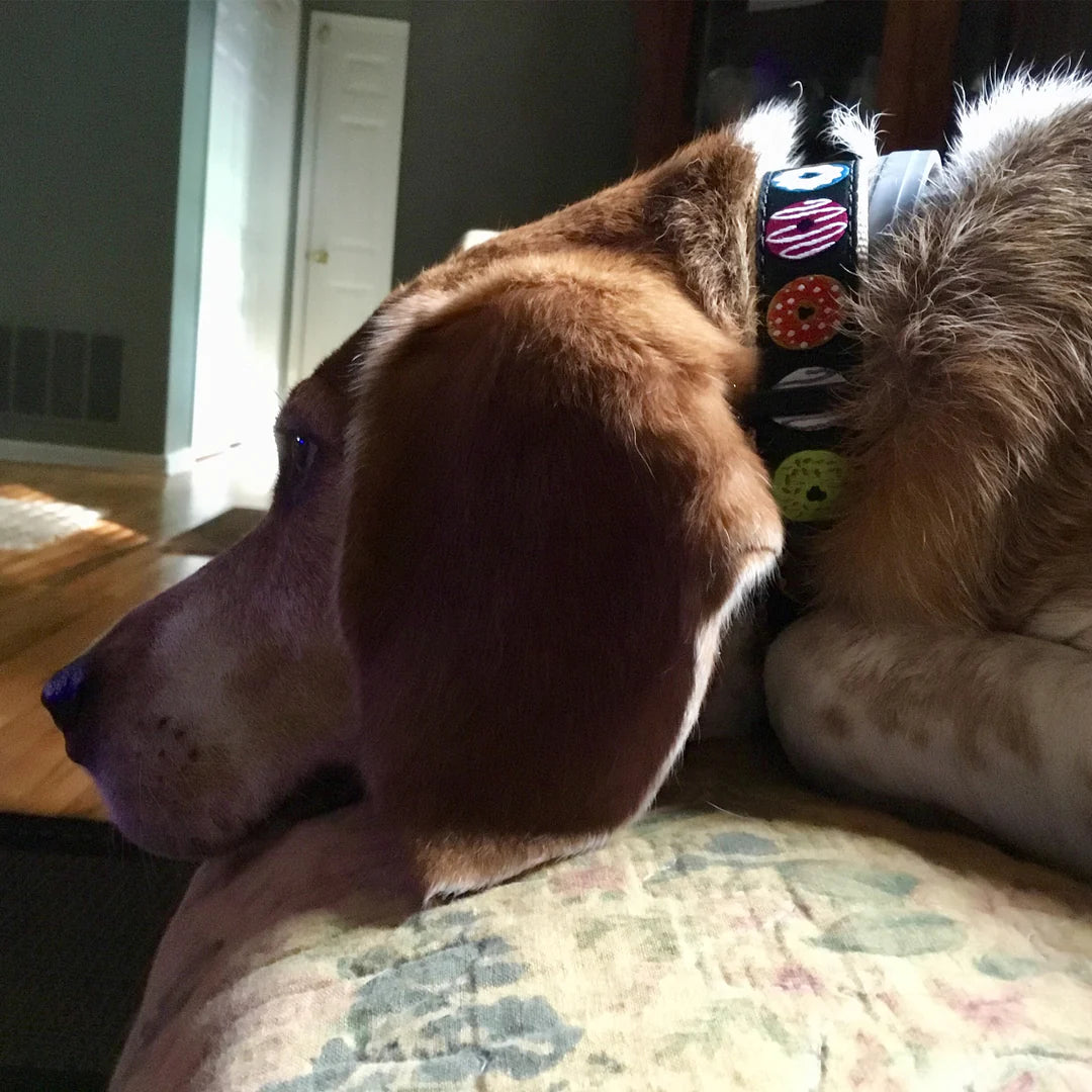 BIG Donuts Extra Wide Collar