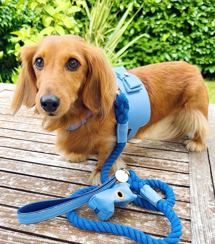 Ocean Vibes Leash