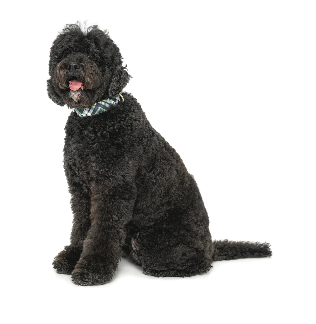 BIG Gordon Plaid Extra Wide Collar