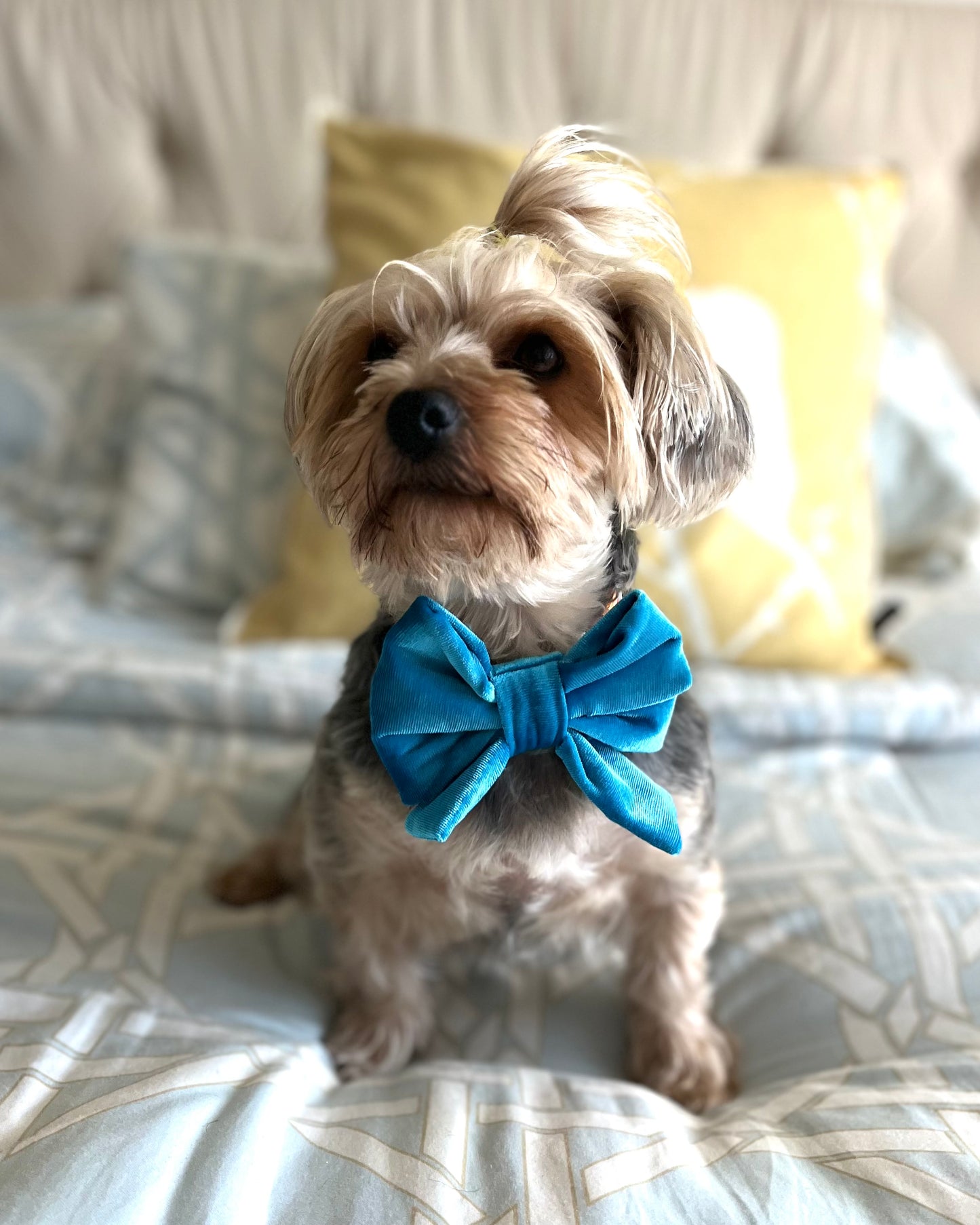 Bougie Bow Tie Royale Blue Velvet Bow Tie