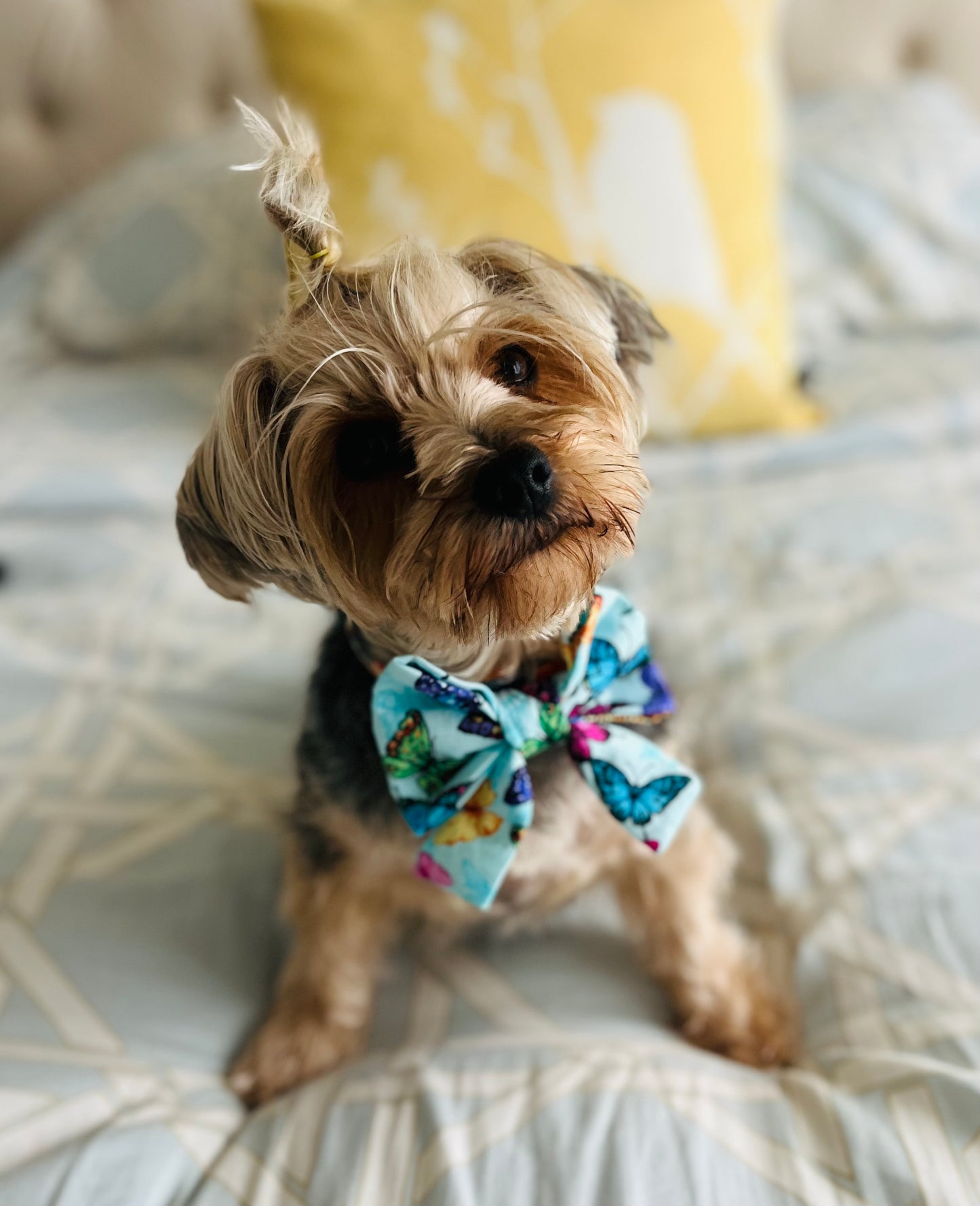 Bougie Bow Tie Springtime