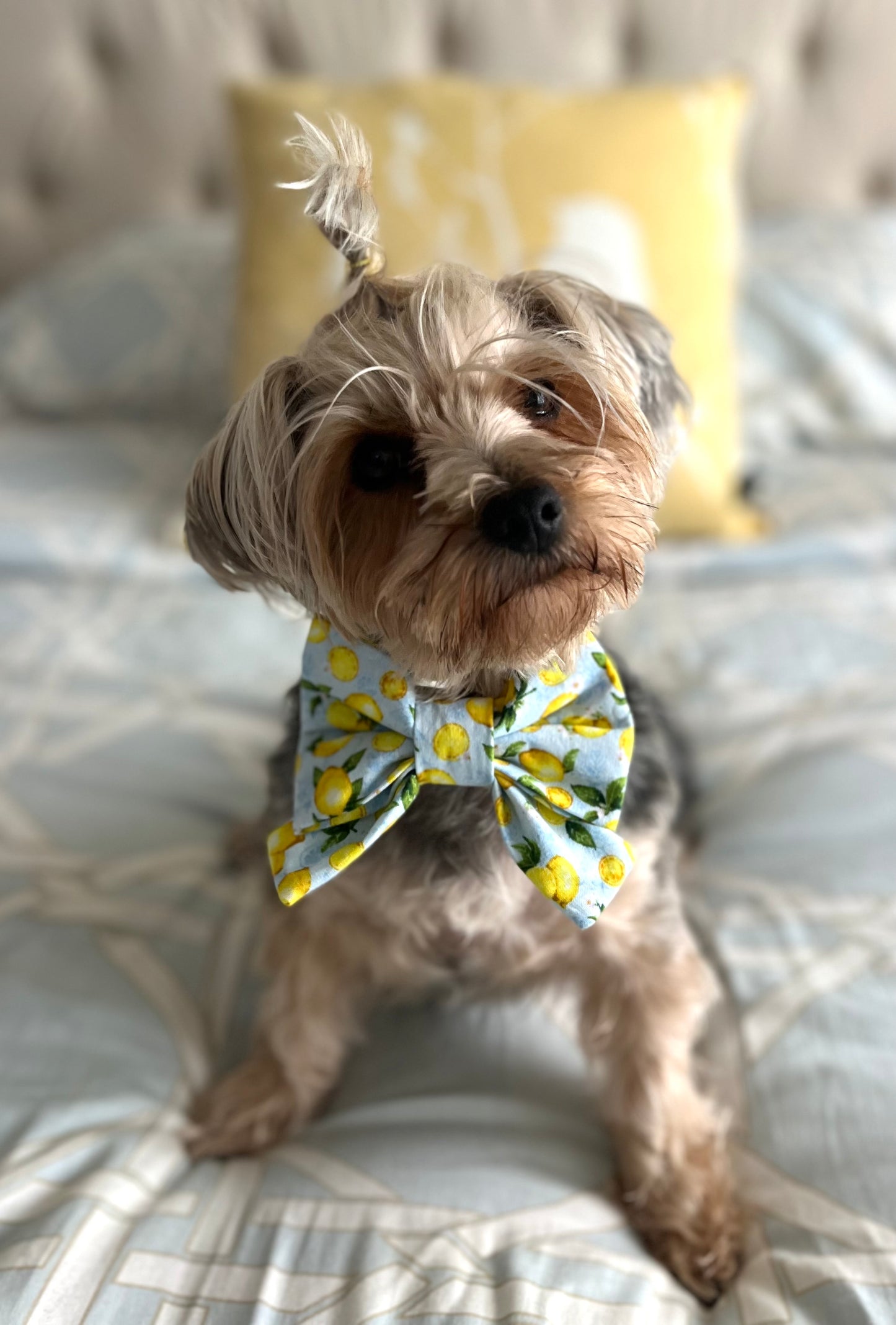 Bougie Bow Tie Lemonade