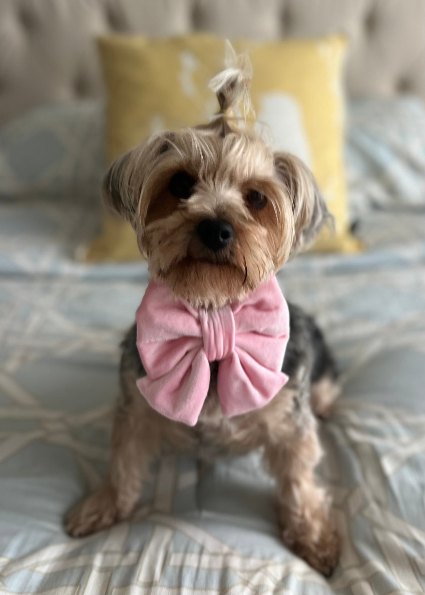 Bougie Bow Tie Emily Pink Velvet Bow Tie