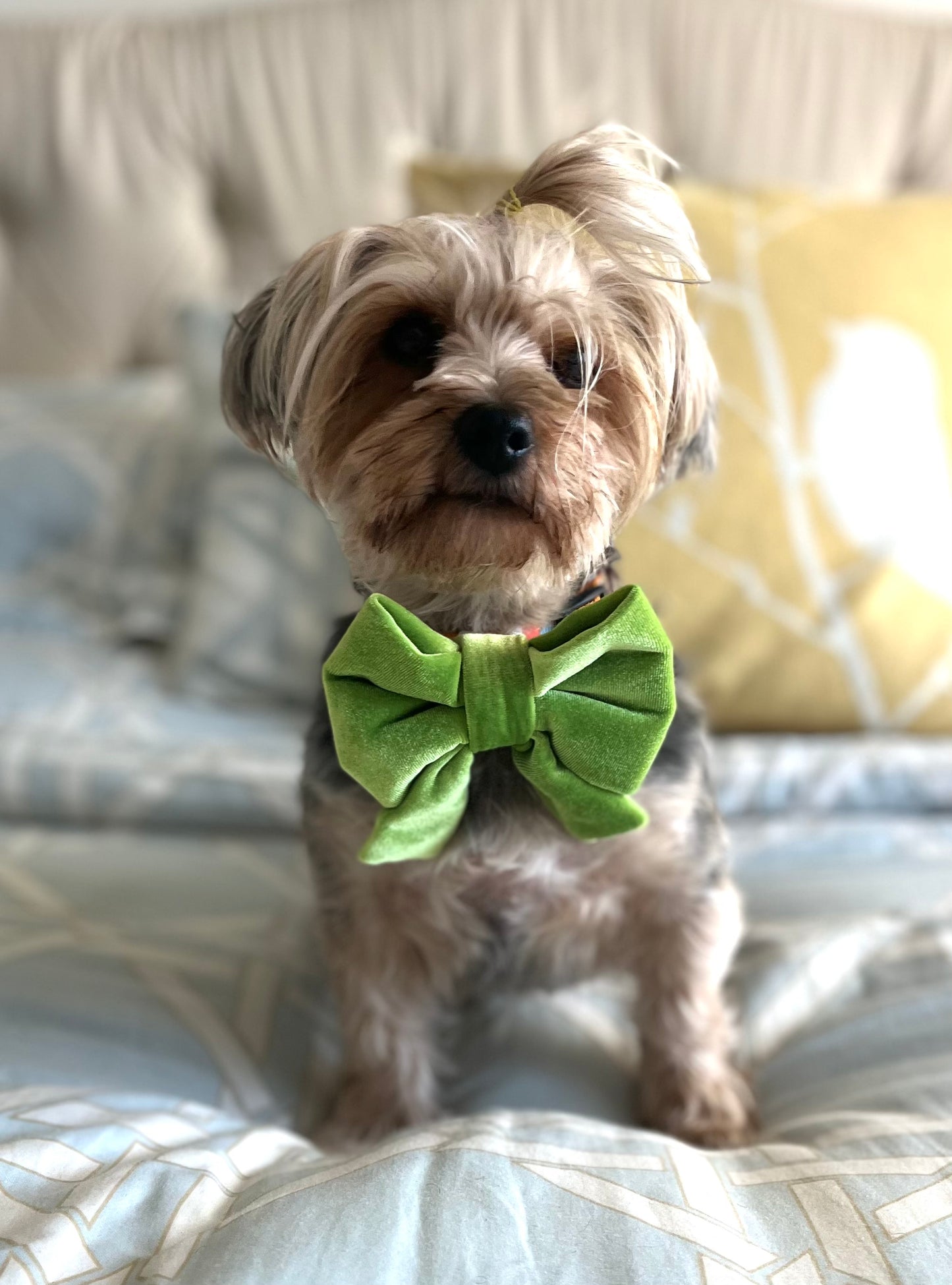 Bougie Bow Tie Apple Green Velvet Bow Tie
