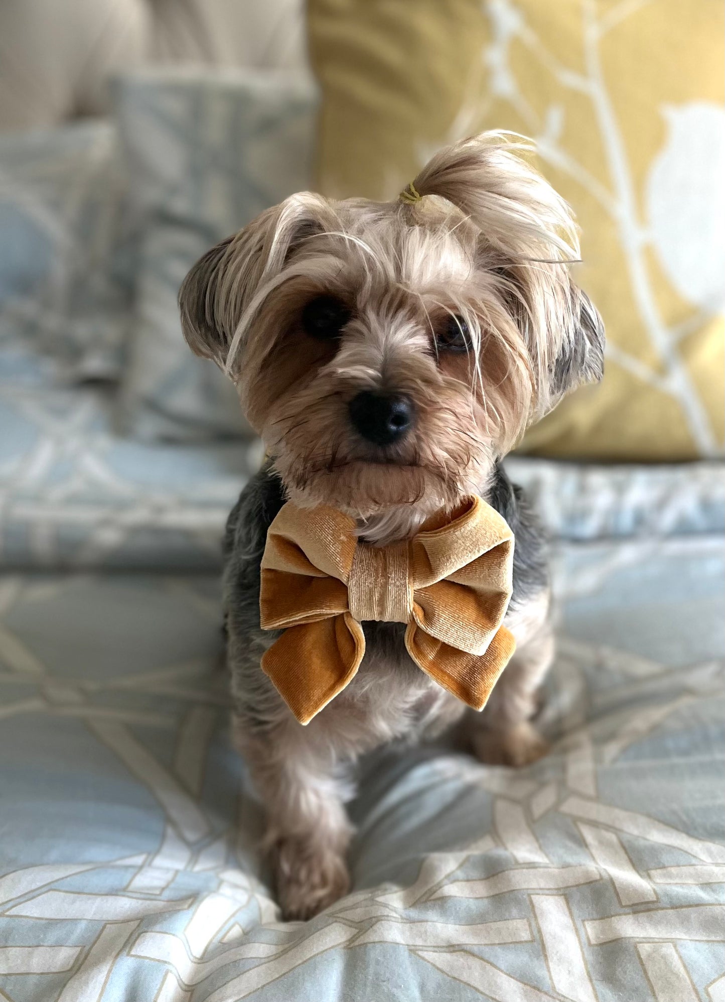 Bougie Bow Tie Golden Velvet Bow Tie
