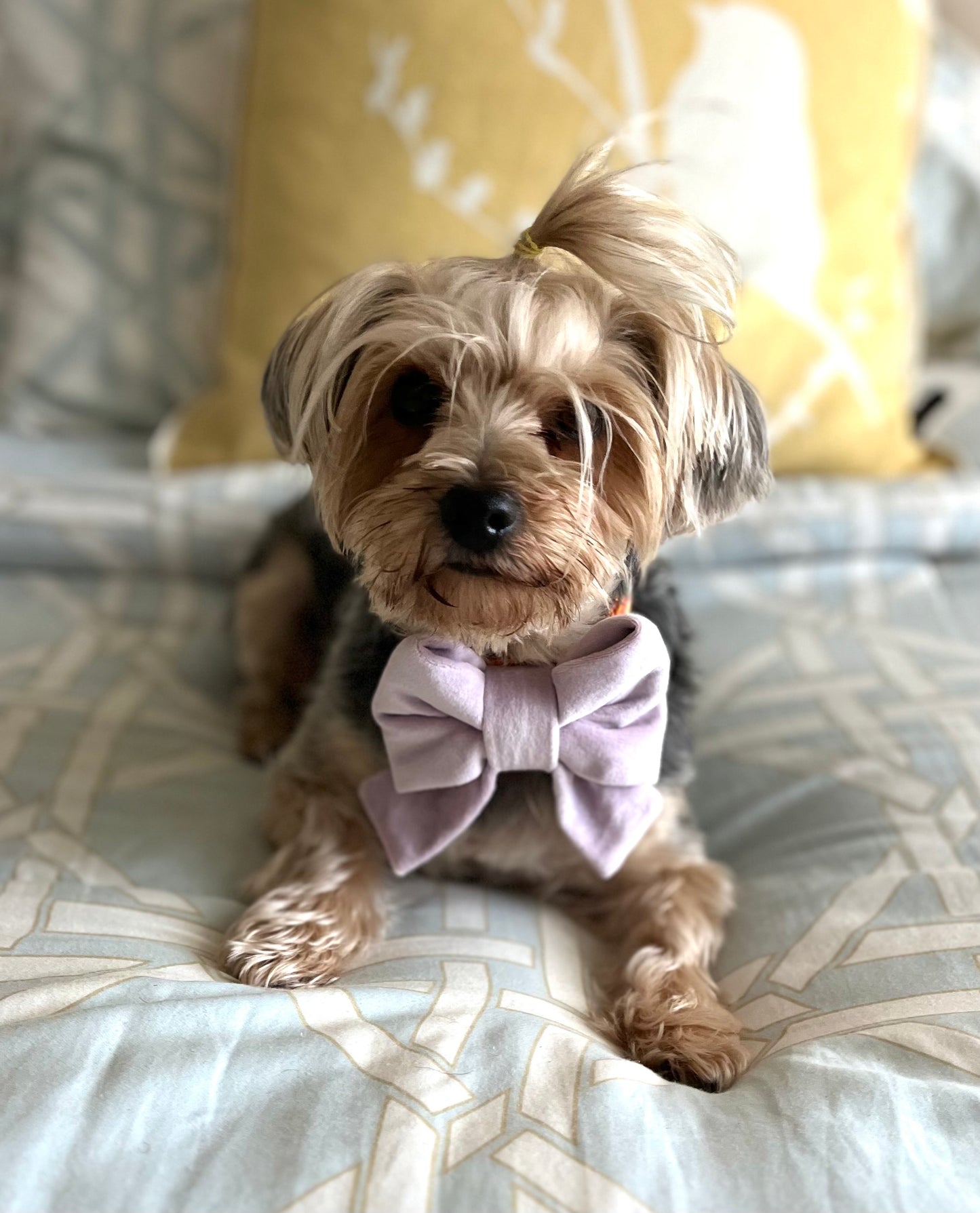 Bougie Bow Tie Paris Lavender Velvet Bow Tie