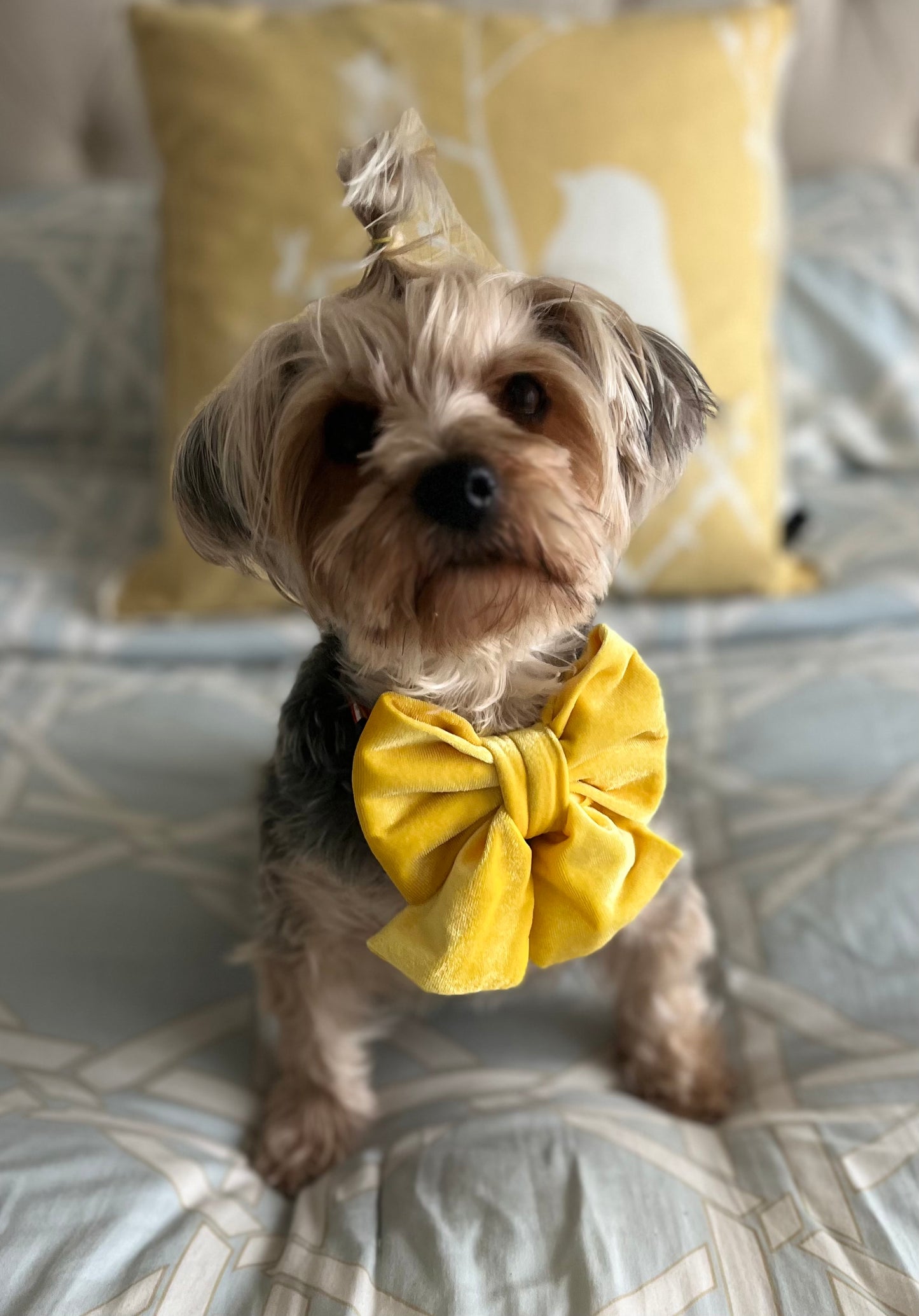 Bougie Bow Tie Sunshine Yellow Velvet Bow Tie